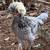 Blue Crested Rooster 1 thumbnail