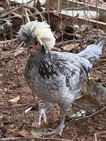 Blue Crested Rooster 1