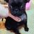 Pug puppies 3 thumbnail