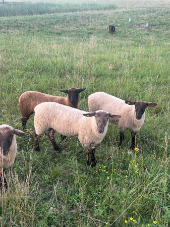 Ram lambs 1