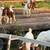 Goats for sale 3 thumbnail