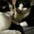 Two tuxedo cats too good home 1 thumbnail