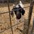 Boer Billy Goat 6 thumbnail
