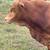 Pure bread Beefmaster Replacement Bull 2 thumbnail
