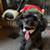 Affordable Pet Sitting  $40.00 overnight, $30.00 doggie daycare. 11 thumbnail
