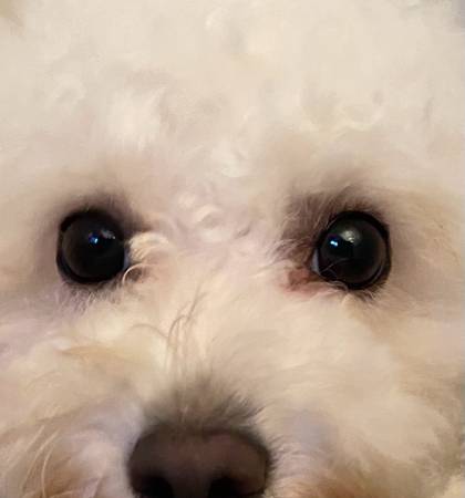 Dog grooming (Long Beach)63877736435713121