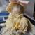 Handmade Easter bunny 1 thumbnail