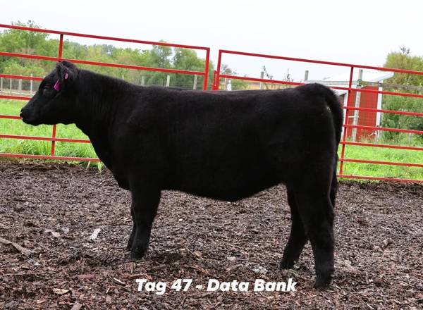 Heifers 1