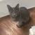 Kittens 5 thumbnail