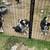 Texas Heelers 3 thumbnail