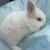 Bunnies 3 thumbnail