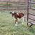 Mini Zebu Cows 6 thumbnail
