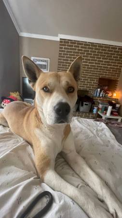 ¡Mezcla de Pit Bull/Husky necesita un hogar para siempre!63621126123009123