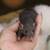 Exotic Pet Rat Dumbo Male 1 thumbnail
