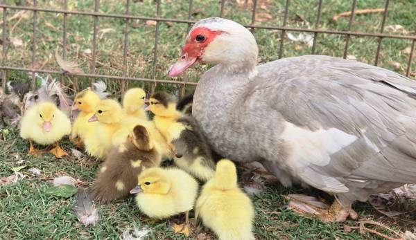 Muscovy Ducklings 1