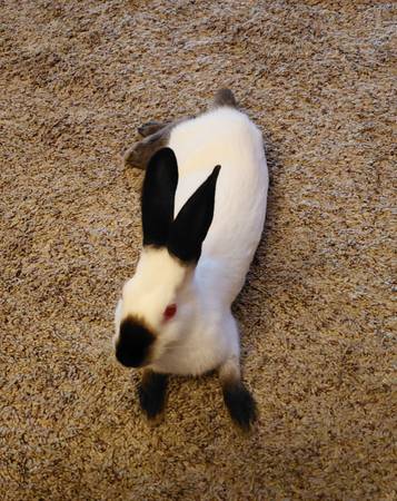 Bunnies 1