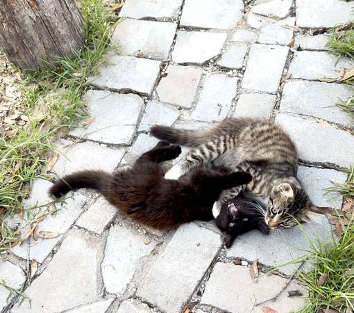 Gatitos gratuitos481249269195089922