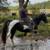 Horse 9 thumbnail