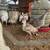 Bourbon Red Turkeys 4 thumbnail