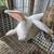 Meat Rabbits 5 thumbnail