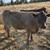 2 Murray Grey Cows 5 thumbnail