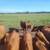 Cow calf 2 thumbnail