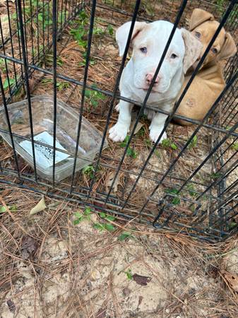 Pocket bully puppy 600$ 1