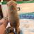 King German half Aussie puppies 9 thumbnail