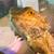 Bearded Dragon 1 thumbnail