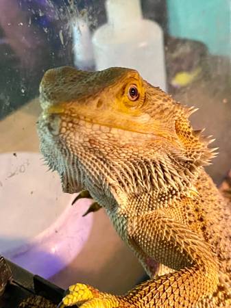 Bearded Dragon 1
