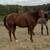 Head horse 5 thumbnail