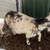 Fainting goat Doe's 12 thumbnail