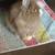 Bunny 2 thumbnail