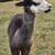 Alpaca stud 1 thumbnail