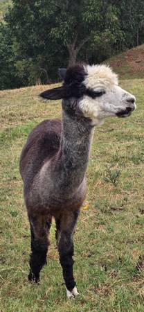 Alpaca stud 1
