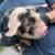 KuneKune Pigs 6 thumbnail