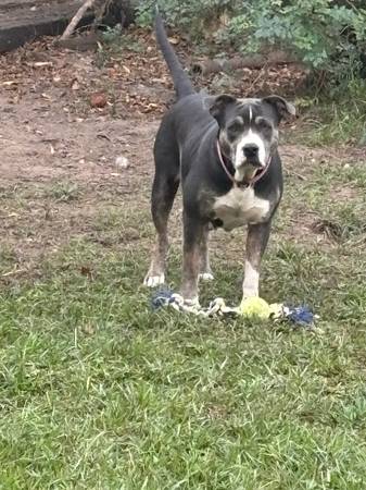 Pit hembra (Dayton)606240661192714241