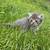 kittens 13 thumbnail