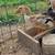 Laying Ducks 2 thumbnail