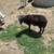 Painted desert lambs 8 thumbnail