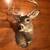 Deer Mount 1 thumbnail