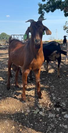 Billy goats 1