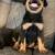 Rottweilers 1 thumbnail