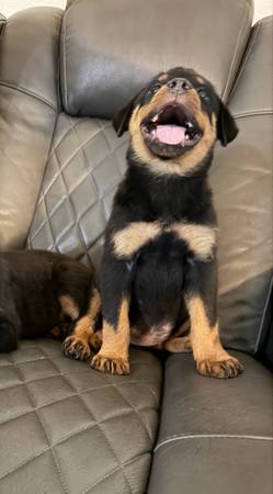 Rottweilers 1