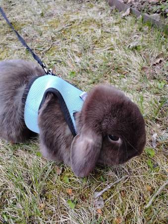 Rehoming Holland Lop Bunnies - bonded pair (Evergreen)63679552880513120