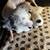 Tiny toy poodle puppy's 1 thumbnail
