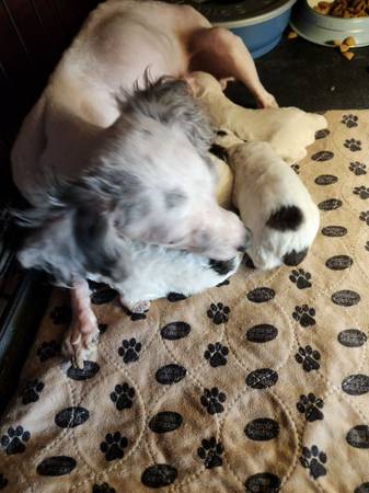 Tiny toy poodle puppy's 1