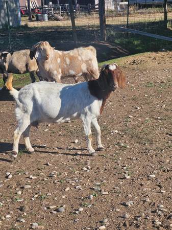 Boer doe 1