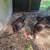 3 Roosters 2 thumbnail
