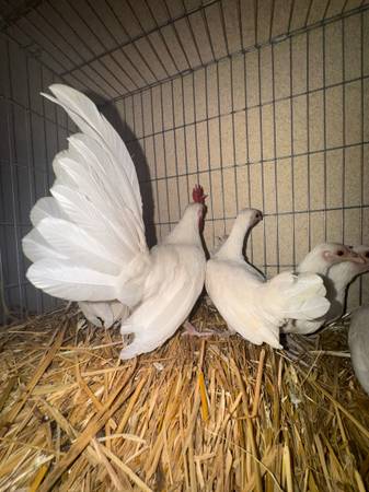 Azteca and OEGB  mini roosters/Bantam 1